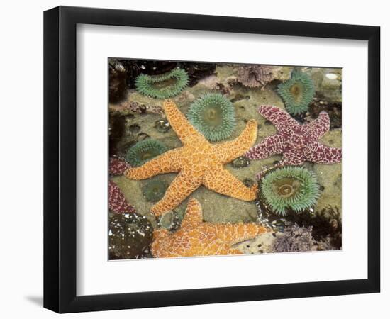 Giant Green Anemones and Ochre Sea Stars-Stuart Westmoreland-Framed Photographic Print