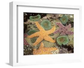 Giant Green Anemones and Ochre Sea Stars-Stuart Westmoreland-Framed Photographic Print