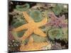 Giant Green Anemones and Ochre Sea Stars-Stuart Westmoreland-Mounted Photographic Print