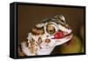 Giant Ground Gecko-null-Framed Stretched Canvas