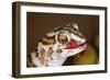 Giant Ground Gecko-null-Framed Photographic Print