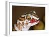 Giant Ground Gecko-null-Framed Photographic Print