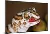 Giant Ground Gecko-null-Mounted Photographic Print