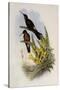 Giant Hummingbird, Patagona Gigas-John Gould-Stretched Canvas