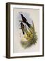 Giant Hummingbird, Patagona Gigas-John Gould-Framed Giclee Print