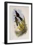 Giant Hummingbird, Patagona Gigas-John Gould-Framed Giclee Print