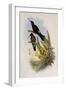 Giant Hummingbird, Patagona Gigas-John Gould-Framed Giclee Print