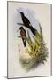 Giant Hummingbird, Patagona Gigas-John Gould-Mounted Giclee Print