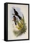 Giant Hummingbird, Patagona Gigas-John Gould-Framed Stretched Canvas