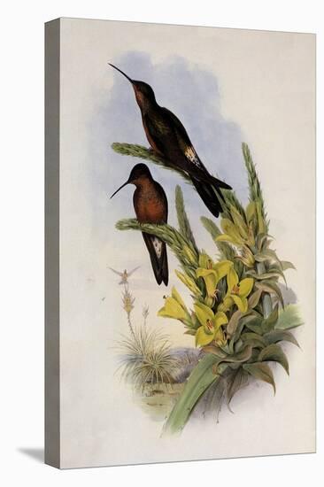 Giant Hummingbird, Patagona Gigas-John Gould-Stretched Canvas