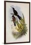 Giant Hummingbird, Patagona Gigas-John Gould-Framed Giclee Print