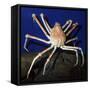 Giant Japanese Spider Crab-null-Framed Stretched Canvas