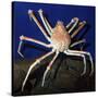 Giant Japanese Spider Crab-null-Stretched Canvas