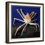 Giant Japanese Spider Crab-null-Framed Photographic Print