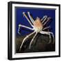 Giant Japanese Spider Crab-null-Framed Photographic Print