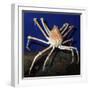 Giant Japanese Spider Crab-null-Framed Photographic Print