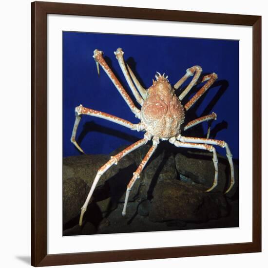 Giant Japanese Spider Crab-null-Framed Photographic Print