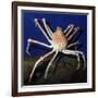 Giant Japanese Spider Crab-null-Framed Photographic Print