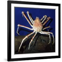 Giant Japanese Spider Crab-null-Framed Photographic Print