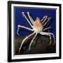 Giant Japanese Spider Crab-null-Framed Photographic Print