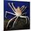 Giant Japanese Spider Crab-null-Mounted Photographic Print