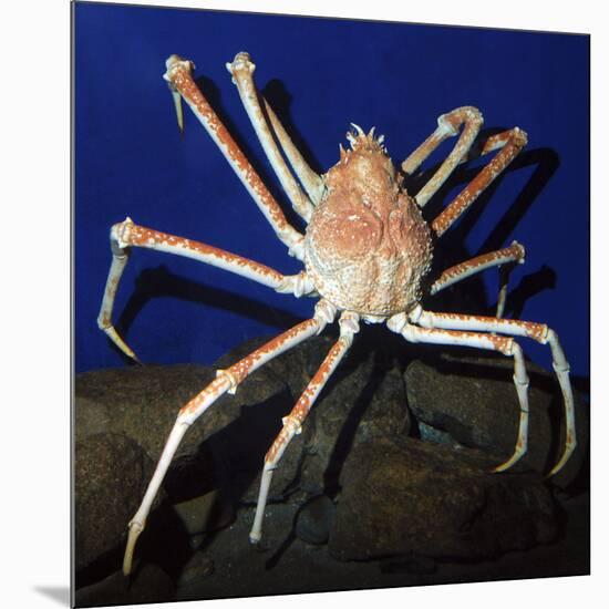 Giant Japanese Spider Crab-null-Mounted Photographic Print