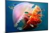 Giant Jellyfish Underwater-null-Mounted Art Print