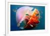 Giant Jellyfish Underwater-null-Framed Art Print