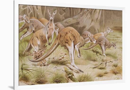 Giant Kangaroo-null-Framed Giclee Print