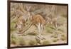 Giant Kangaroo-null-Framed Giclee Print