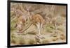 Giant Kangaroo-null-Framed Giclee Print