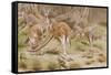 Giant Kangaroo-null-Framed Stretched Canvas