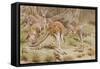 Giant Kangaroo-null-Framed Stretched Canvas