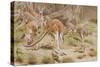 Giant Kangaroo-null-Stretched Canvas