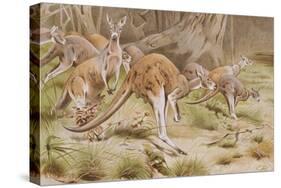 Giant Kangaroo-null-Stretched Canvas