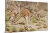 Giant Kangaroo-null-Mounted Giclee Print