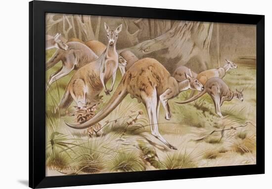 Giant Kangaroo-null-Framed Giclee Print