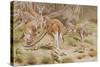 Giant Kangaroo-null-Stretched Canvas