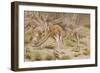 Giant Kangaroo-null-Framed Giclee Print