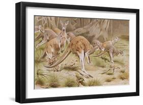 Giant Kangaroo-null-Framed Giclee Print