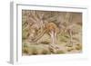 Giant Kangaroo-null-Framed Giclee Print