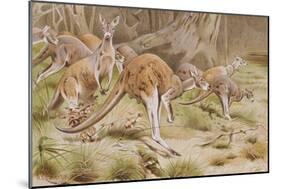 Giant Kangaroo-null-Mounted Giclee Print