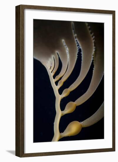 Giant Kelp Grows Off the Coast of California-Stocktrek Images-Framed Photographic Print