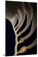 Giant Kelp Grows Off the Coast of California-Stocktrek Images-Mounted Photographic Print