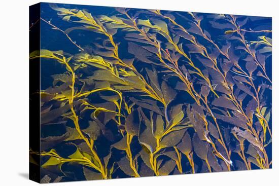 Giant Kelp (Macrocystes Pyrifera)-Michael Nolan-Stretched Canvas