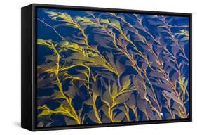 Giant Kelp (Macrocystes Pyrifera)-Michael Nolan-Framed Stretched Canvas