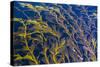 Giant Kelp (Macrocystes Pyrifera)-Michael Nolan-Stretched Canvas