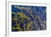 Giant Kelp (Macrocystes Pyrifera)-Michael Nolan-Framed Photographic Print