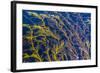 Giant Kelp (Macrocystes Pyrifera)-Michael Nolan-Framed Photographic Print