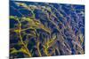 Giant Kelp (Macrocystes Pyrifera)-Michael Nolan-Mounted Photographic Print